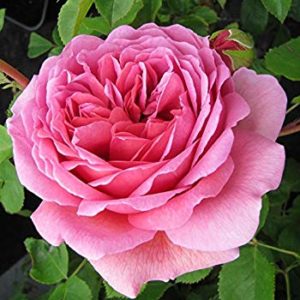 Hoa hồng ngoại Princess Alexandra Of Kent rose
